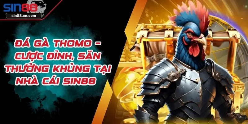 Đá Gà Thomo – Cược Đỉnh, Săn Thưởng Khủng Tại Nhà Cái SIN88